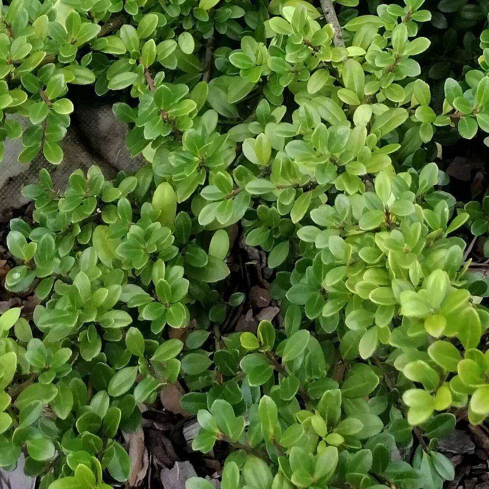 national PLANT NETWORK 2.25 Gal. Hoogendorn Holly Plant HD7498