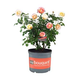 My Bouquet 2 Gal. Euphoria Rose with Creamy Apricot Flowers 17530