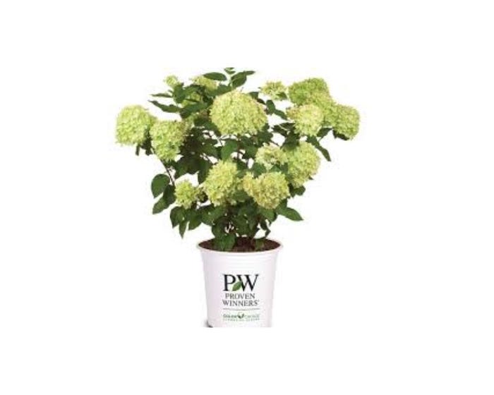 Capstone Plants Hydrangea Proven Winner Assorted Colors 2G Pot