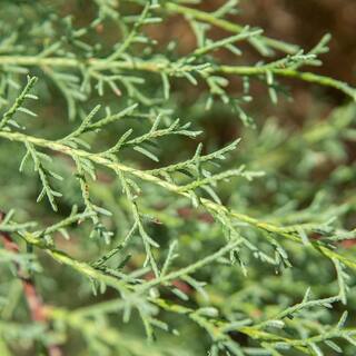 Perfect Plants 3 Gal. Carolina Sapphire Cypress Tree (2-Pack) THD00407