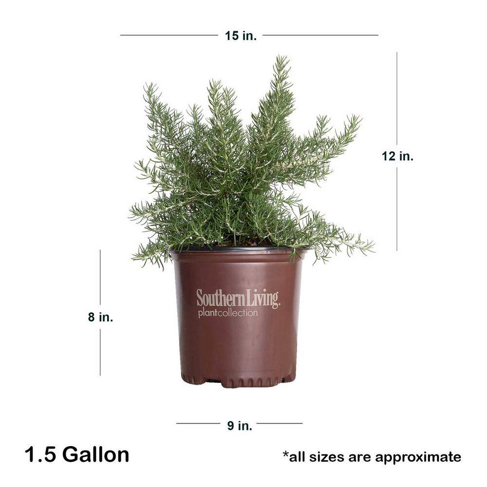 SOUTHERN LIVING 1.5 Gal. Chef's Choice Rosemary - Live Potted Herb Plants 74542