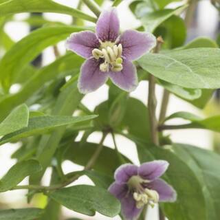 national PLANT NETWORK 3 gal. Goji Berry HD1842