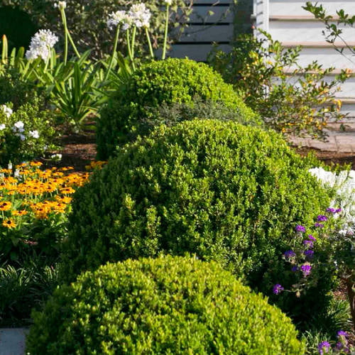 Baby Gem Boxwood (2.5 Quart) A Compact Boxwood With Tiny， Dense Green Foliage That Retains Its Color All Year from the Southern Living Plant Collection