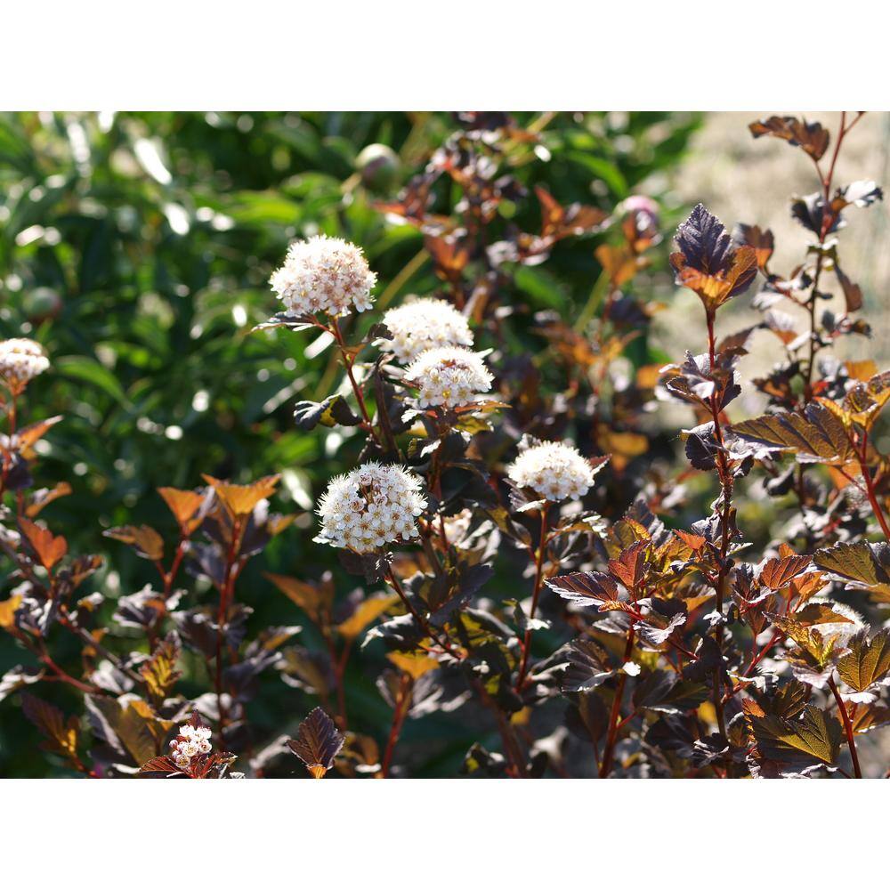 Online Orchards 1 Gal. Diabolo Ninebark Shrub SBNB002