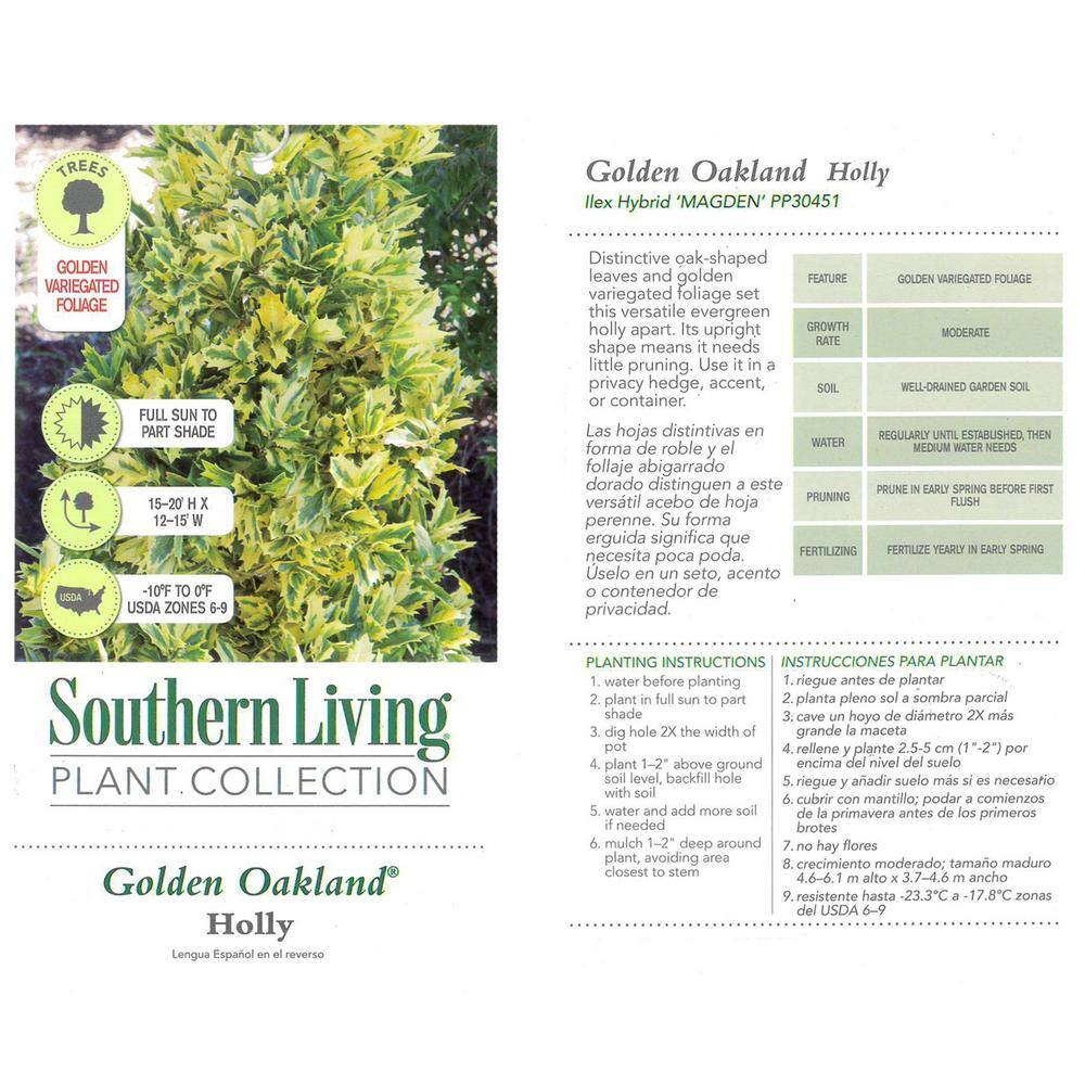 SOUTHERN LIVING 3 Gal. Golden Oakland Holly Plant with Golden Variegated Foliage 14501