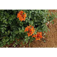 EVERDE GROWERS 2.5 Qt. Orange Cape Honeysuckle Shrub Plant TECCAF1001