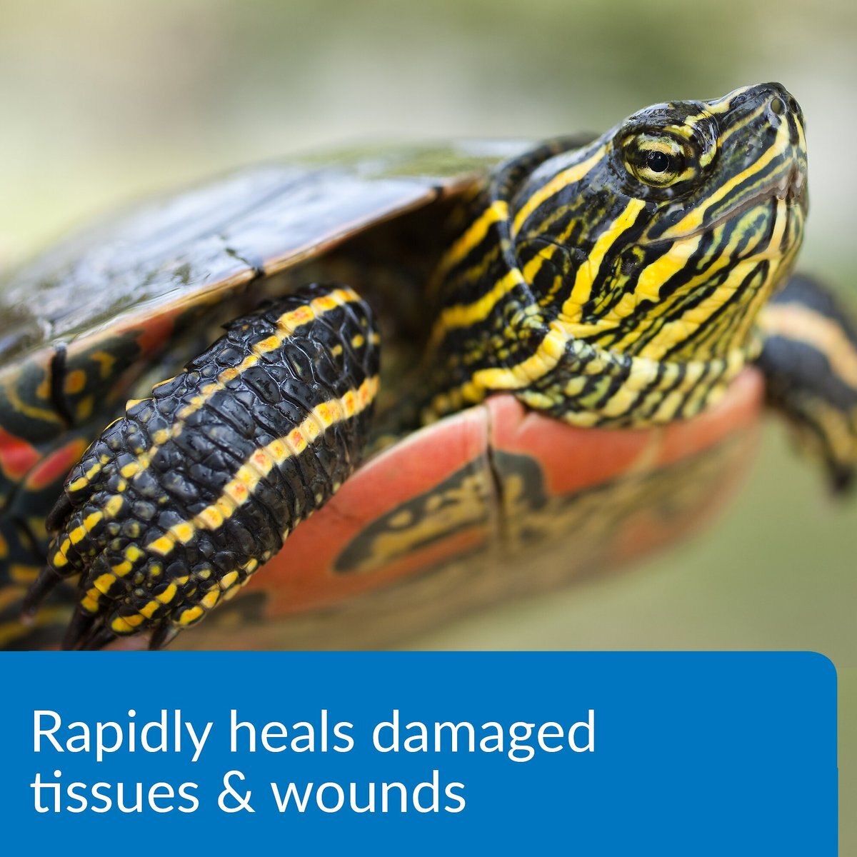 API Turtle Fix Antibacterial Treatment