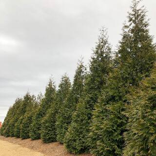 Spring Hill Nurseries Green Giant Upright Arborvitae Potted Evergreen Shrub Hedge Kit 1 ft. to 2 ft. Tall (10-Pack) 94130