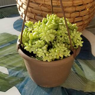 SMART PLANET 6 in. Sedum Burrito Hanging Basket Plant 0880063