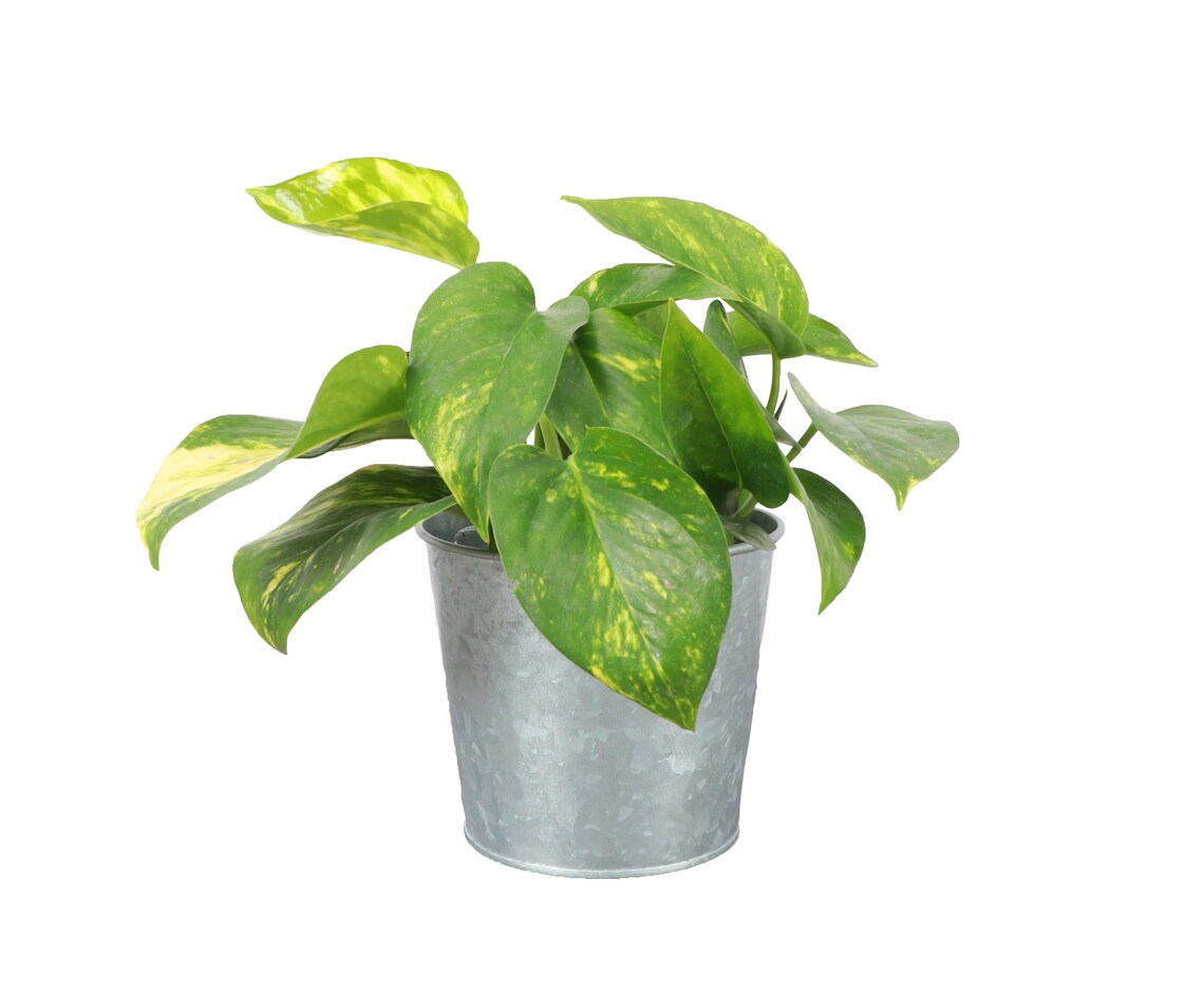 Live Golden Pothos Plant - 4