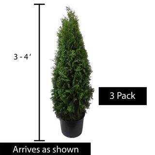 Spring Hill Nurseries Green Giant Upright Arborvitae Potted Evergreen Shrub Hedge Kit 3 ft. to 4 ft. Tall (3-Pack) 96313