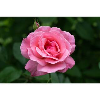 BELL NURSERY 3 Gal. Queen Elizabeth Live Rose Plant with Pink Flower (1-Pack) ROSE3QELIZ1PK