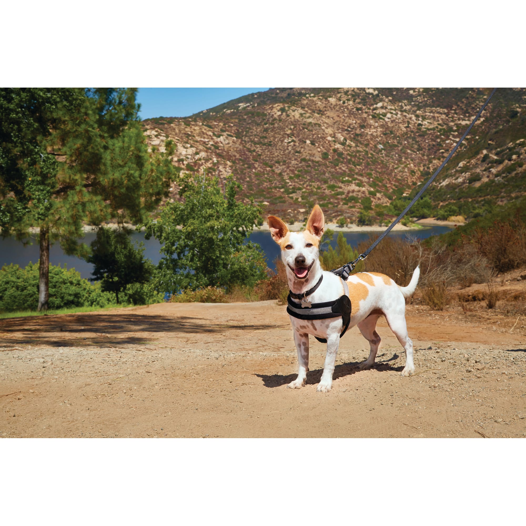 Good2Go Quick-Fit Dog Harness， X-Large/XX-Large