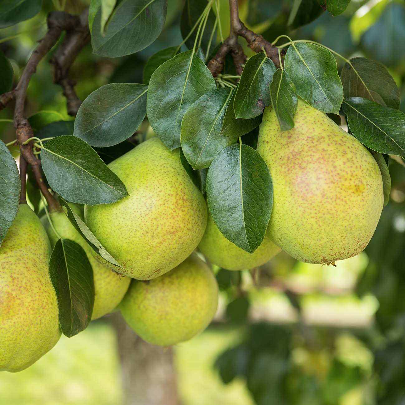 5-6 ft. Hood Pear Tree - Hardy Southern Favorite - Low Chill Hours