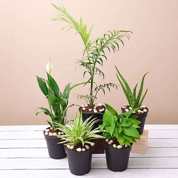 Air purifier plants packs