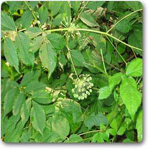 Aralia nudicaulis - Plant