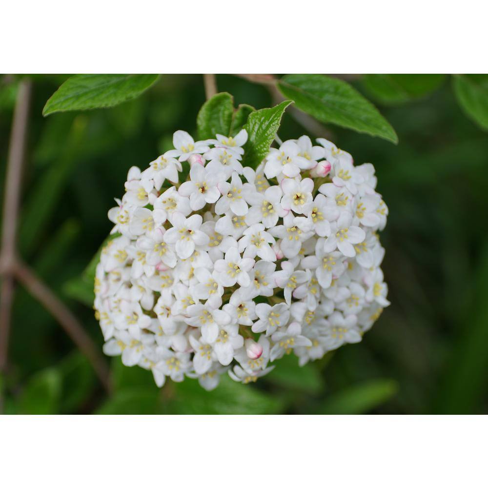 Online Orchards 1 Gal. Burkwood Viburnum Evergreen Shrub SBVB004