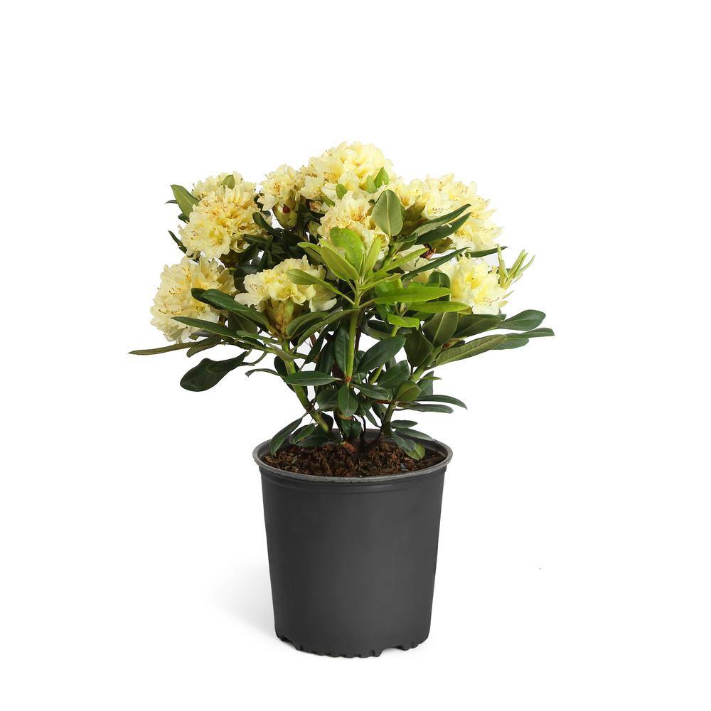 Brighter Blooms 3 Gal. Yellow Rhododendron Flowering Shrub RHO-YEL3