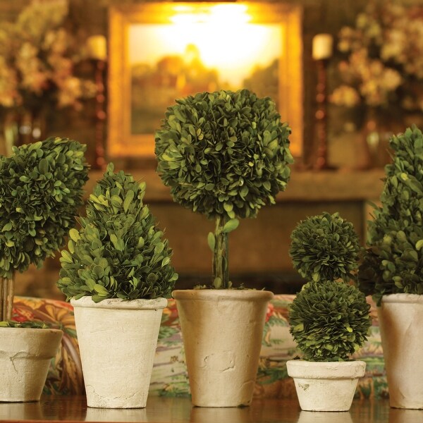 Boxwood Topiaries In Pots，Set Of 8