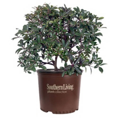 Bigfoot Cleyera (3 Gallon) Large Evergreen Shrub with Glossy Foliage - Full Sun to Part Shade Live Outdoor Plant - Southern Living Plant Collection