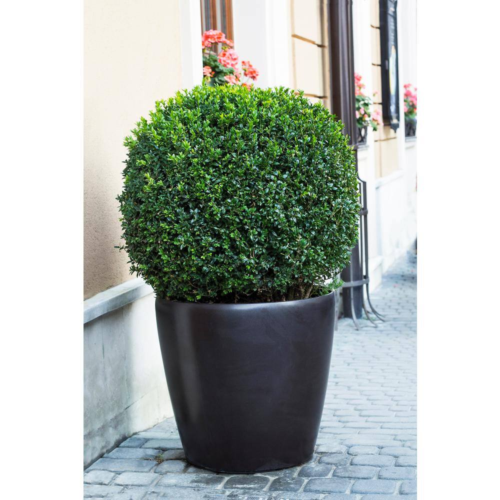 Online Orchards 1 Gal. American Boxwood Shrub (2-Pack) EGBX005