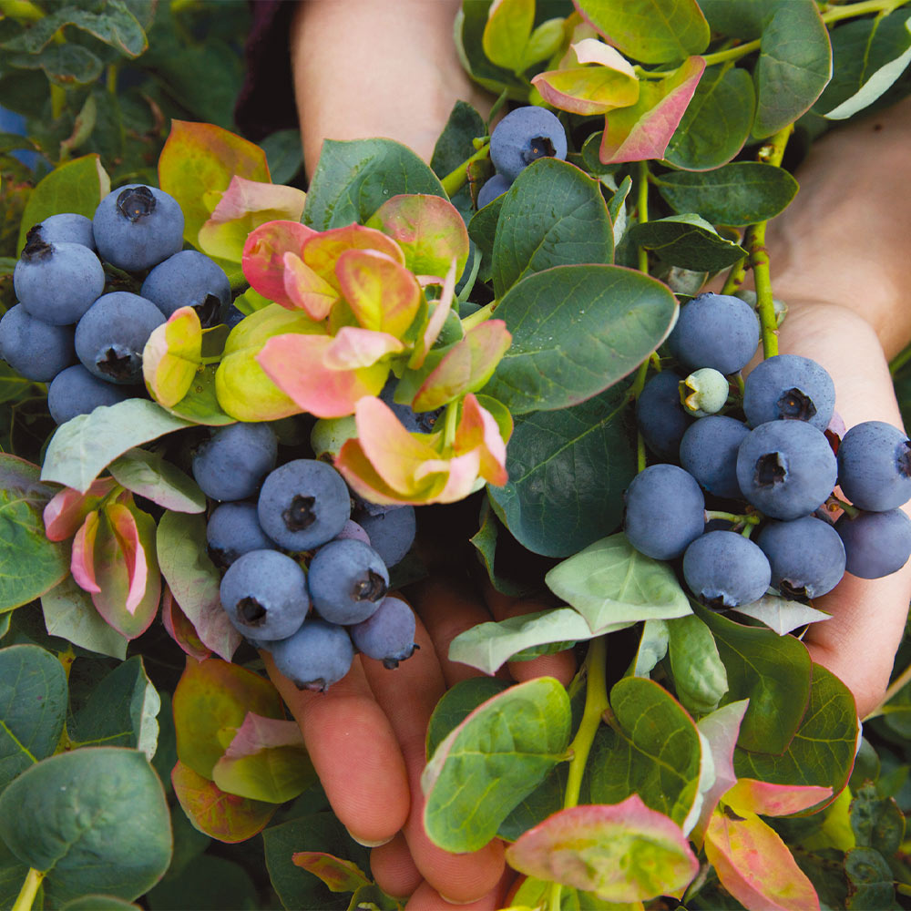 Bushel and Berry® Peach Sorbet™ Blueberry Bush