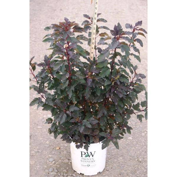 Online Orchards 1 Gal. Summer Wine Ninebark Shrub SBNB003
