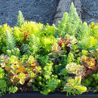 SMART PLANET 10 in. x 20 in. Multi-Color Sedum Mat 0872451