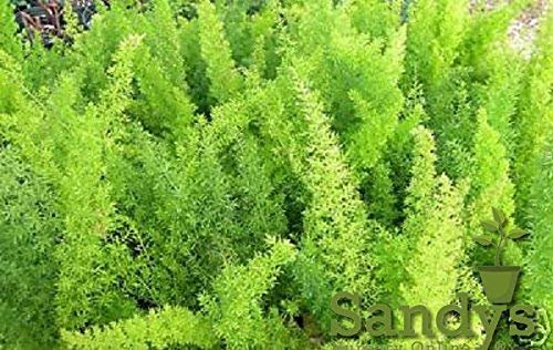 Fern Foxtail Asparagus Meyeri， Bush Ground Cover， 4 Inch Pot