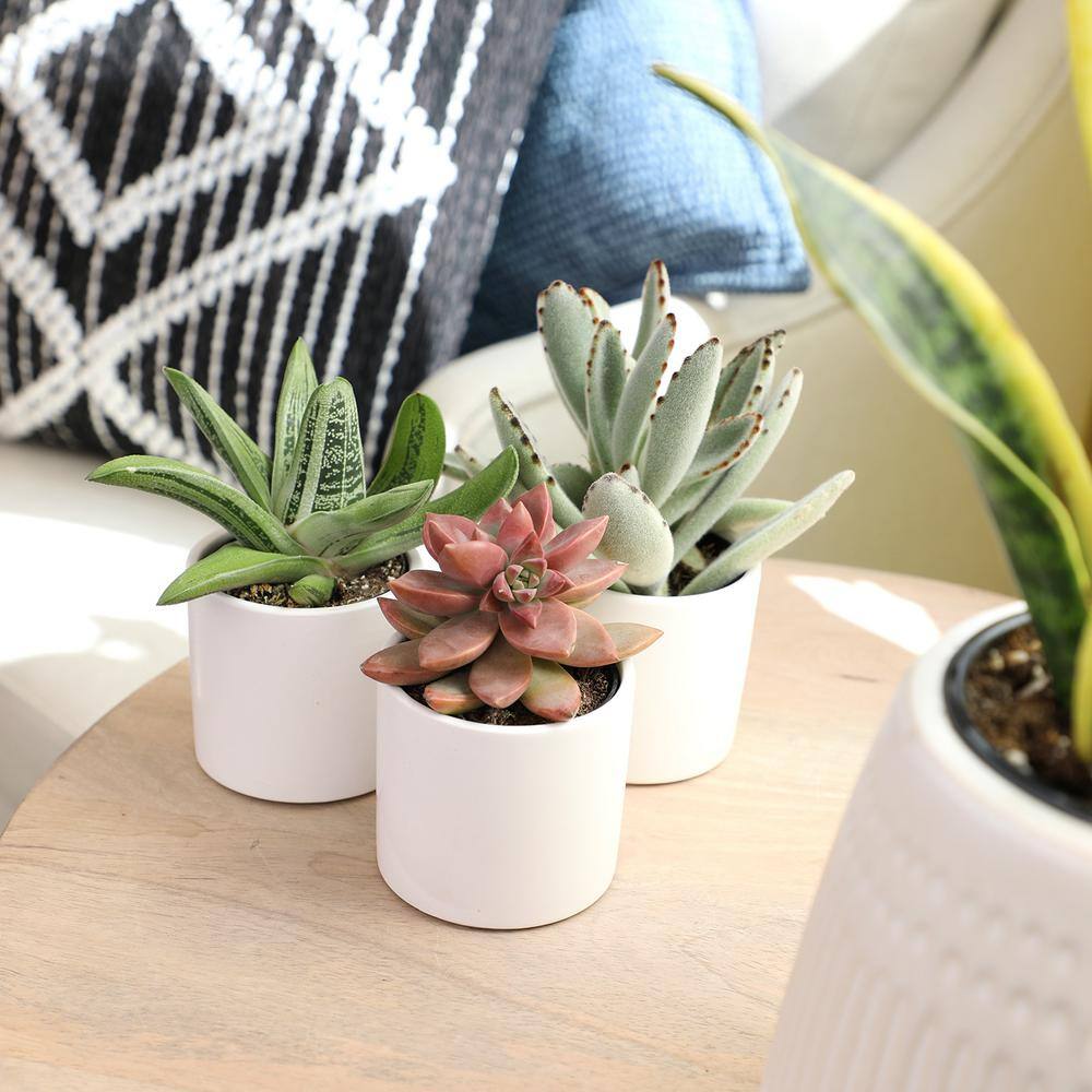 SMART PLANET 2.5 in. Assorted Succulent 3-Pack in White Glazed Clay Pot 0872546