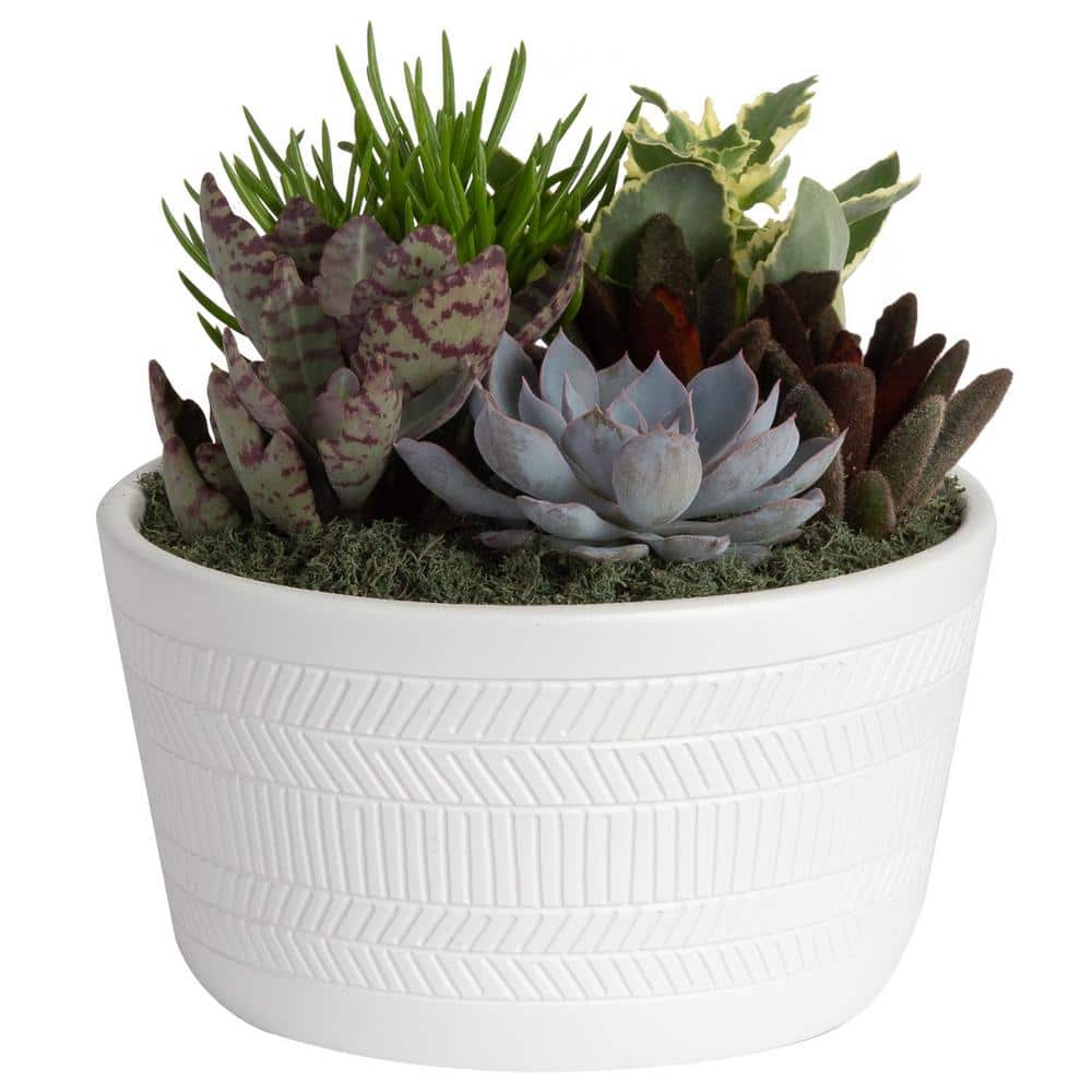 Costa Farms Indoor Cacti and Succulent Garden in 6 in. White Ceramic Bowl Avg. Shipping Height 8 in. Tall CO.CGD6.3.BLIS