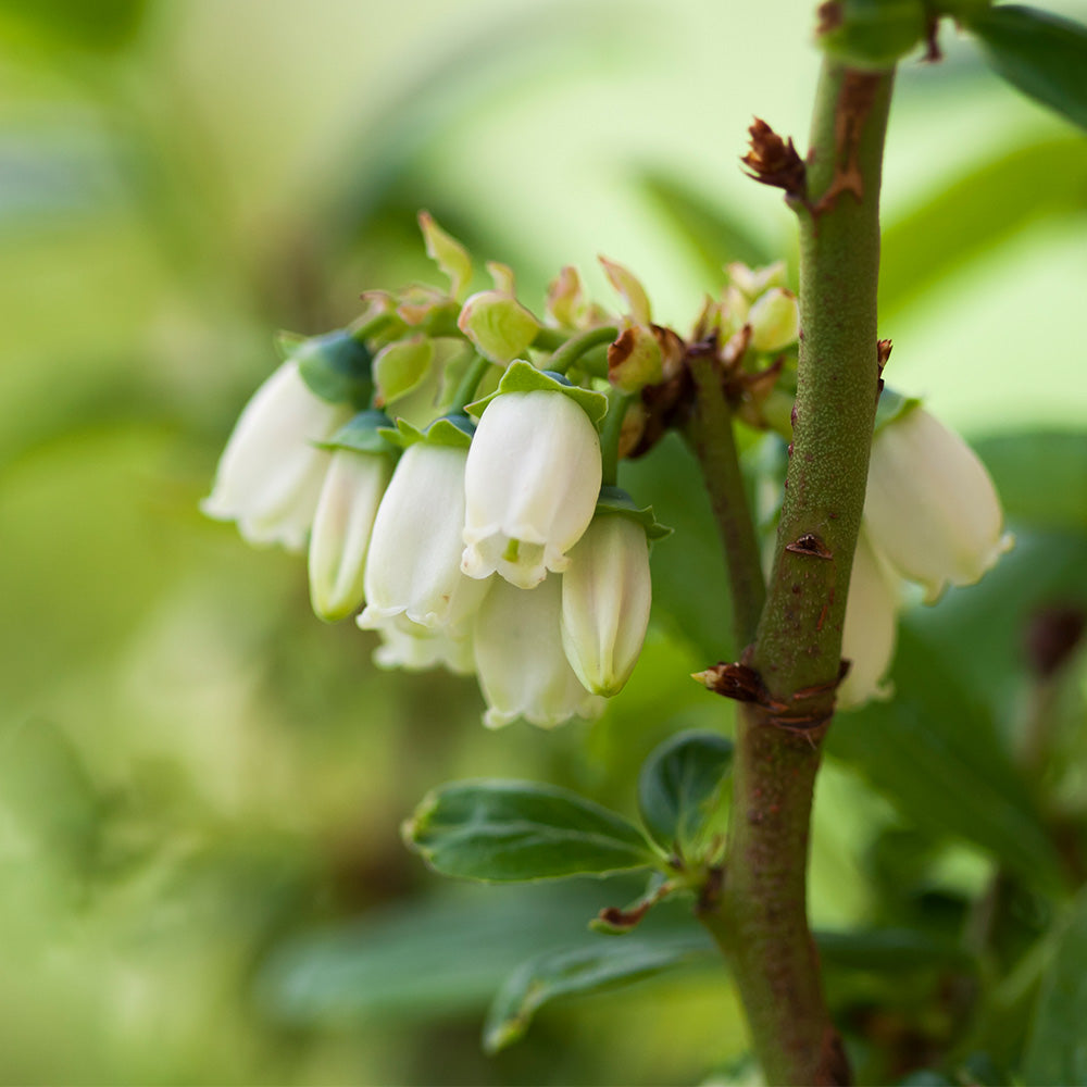 Aurora Blueberry Bush