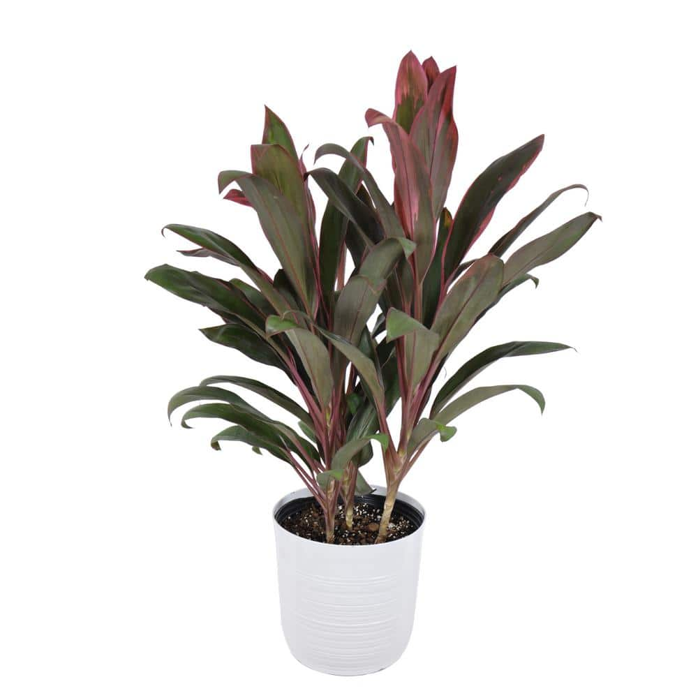 United Nursery Red Sister Cordyline Florida Ti Plant Live Indoor Outdoor Houseplant 10 inch White Decor Pot 78996