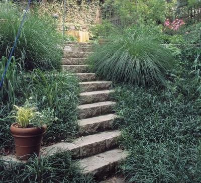 Classy Groundcovers - Creeping Lily Turf Creeping Liriope， Lilyturf， Monkey Grass  {50 Bare Root Plants}