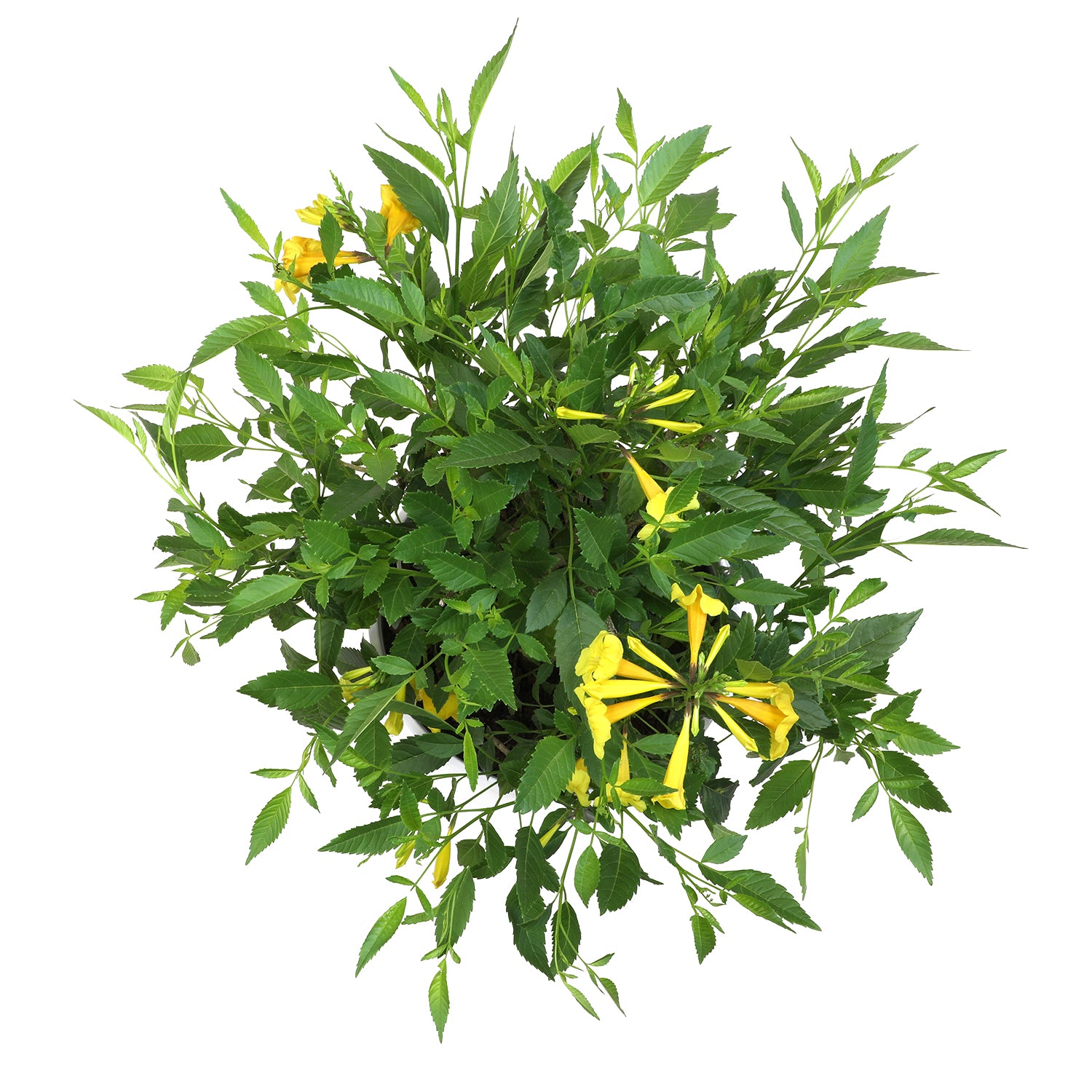 Lone Star Growers by Altman Plants 2Gal Yellow Tecoma Sun Trumpets