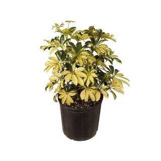 United Nursery Schefflera Trinette Live Umbrella Plant Indoor Outdoor Houseplant in 9.25 in. Grower Pot 21245