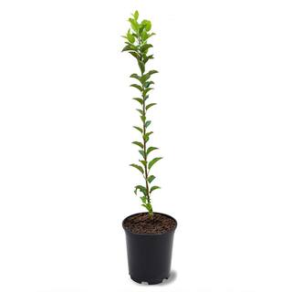 1 Gal. Fuji Deciduous Apple Tree APPFUJ01G