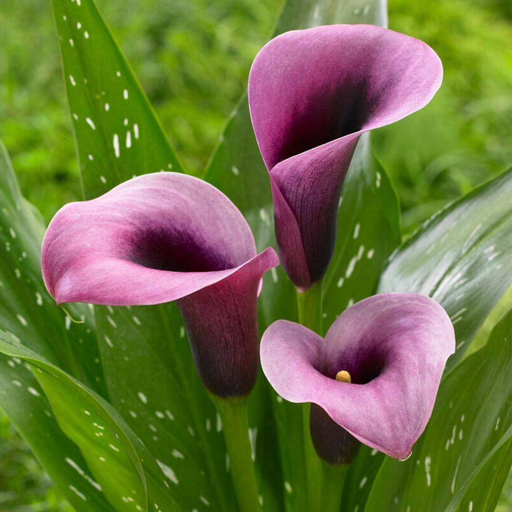 Garden State Bulb 1416 cm Purple Accent Calla Lily Flower Bulbs (Bag of 15) ECS-60-15-03