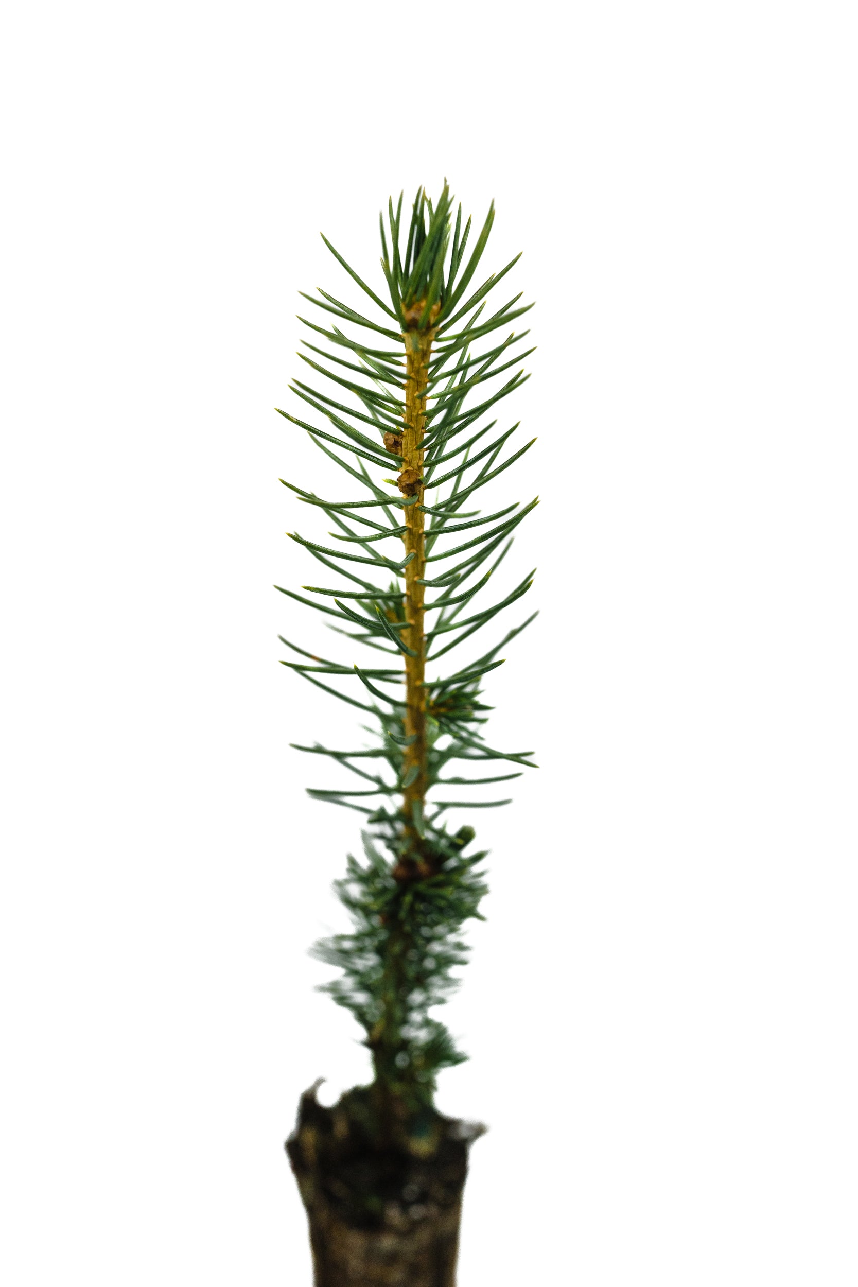 Sitka Spruce | Small Tree Seedling | The Jonsteen Company