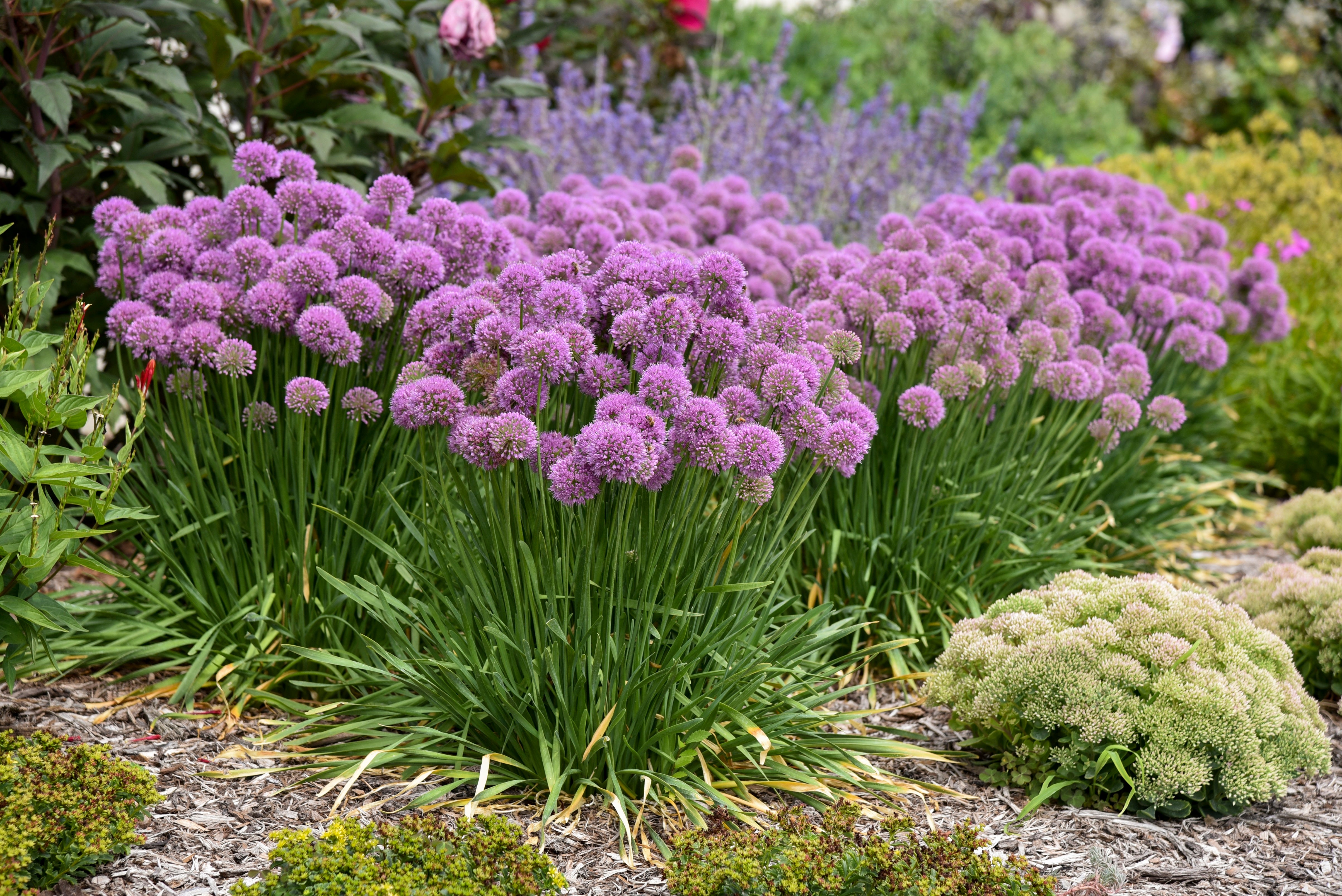 0.65， Proven Winners，  'Serendipity' Ornamental Onion (Allium)， Purple Flowers， Grower Pot