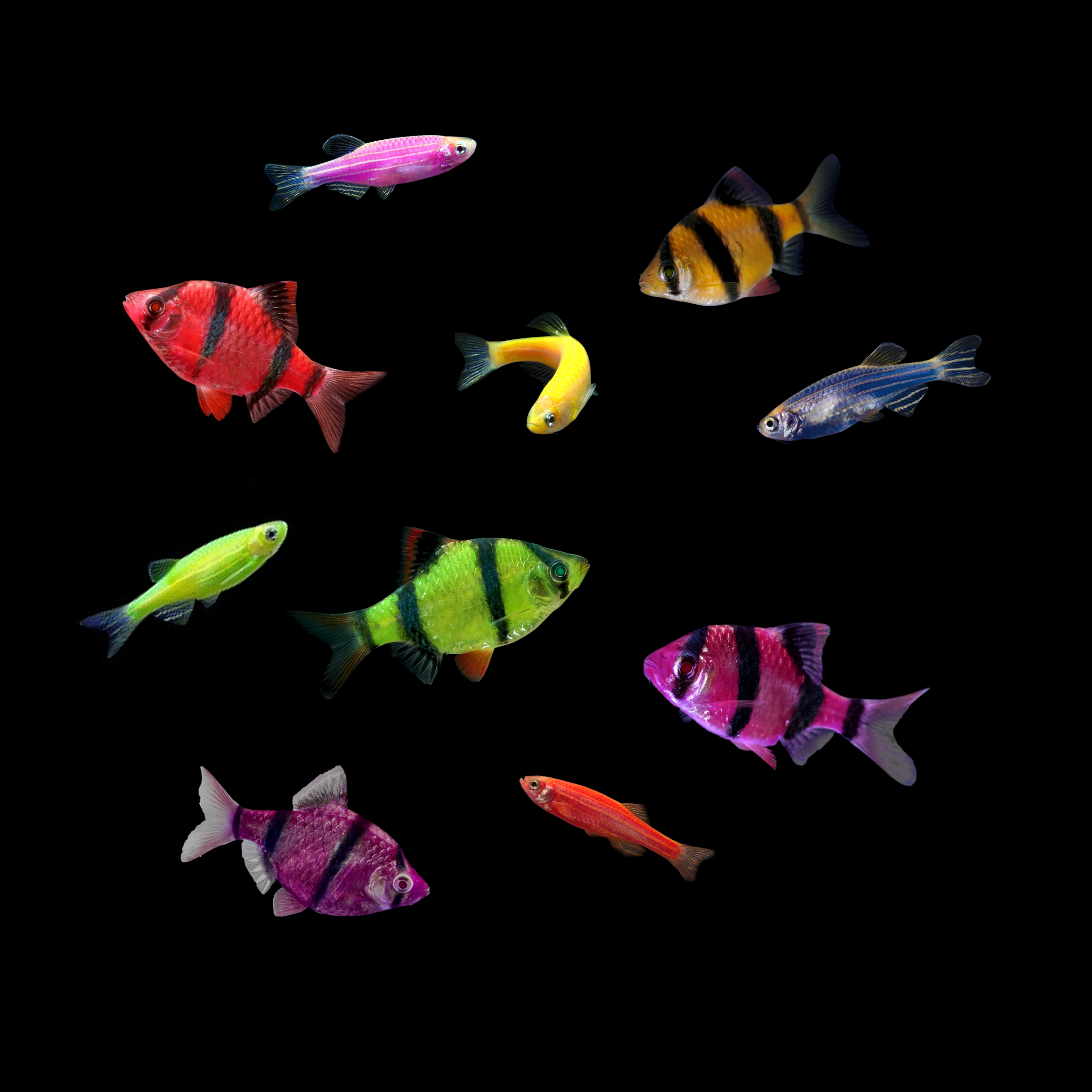 GloFish® 10G Active Tiger Barb-Danio 10ct Live Fish Assortment