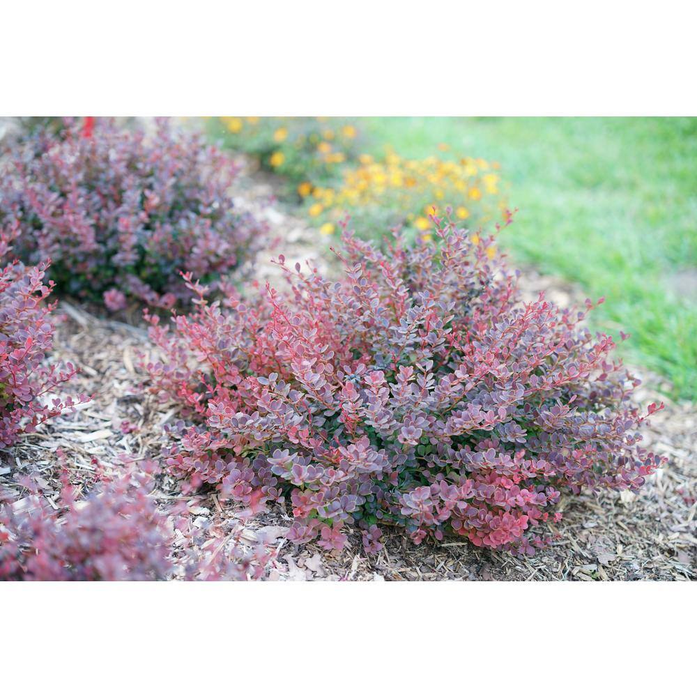 PROVEN WINNERS 2 Gal. Sunjoy Mini Maroon Barberry Plant with Deep Purple-Red Foliage 14735