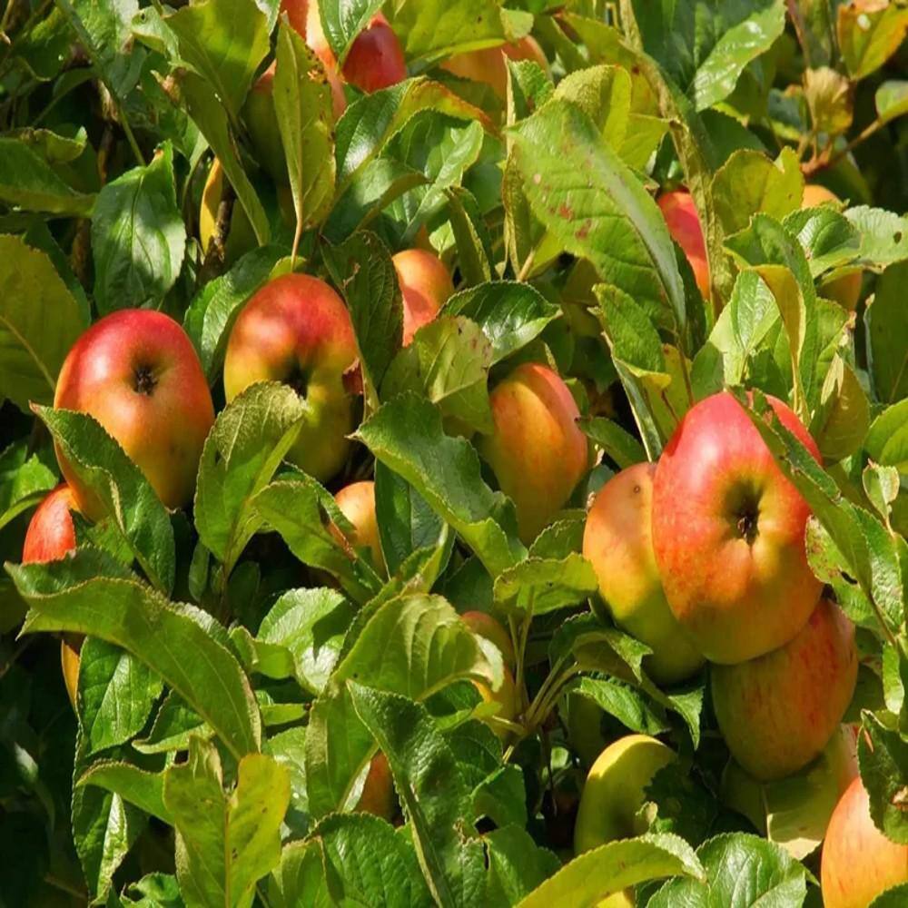 Southern Living 5 gal. Shizuka Apple Tree APPSHI05GSL