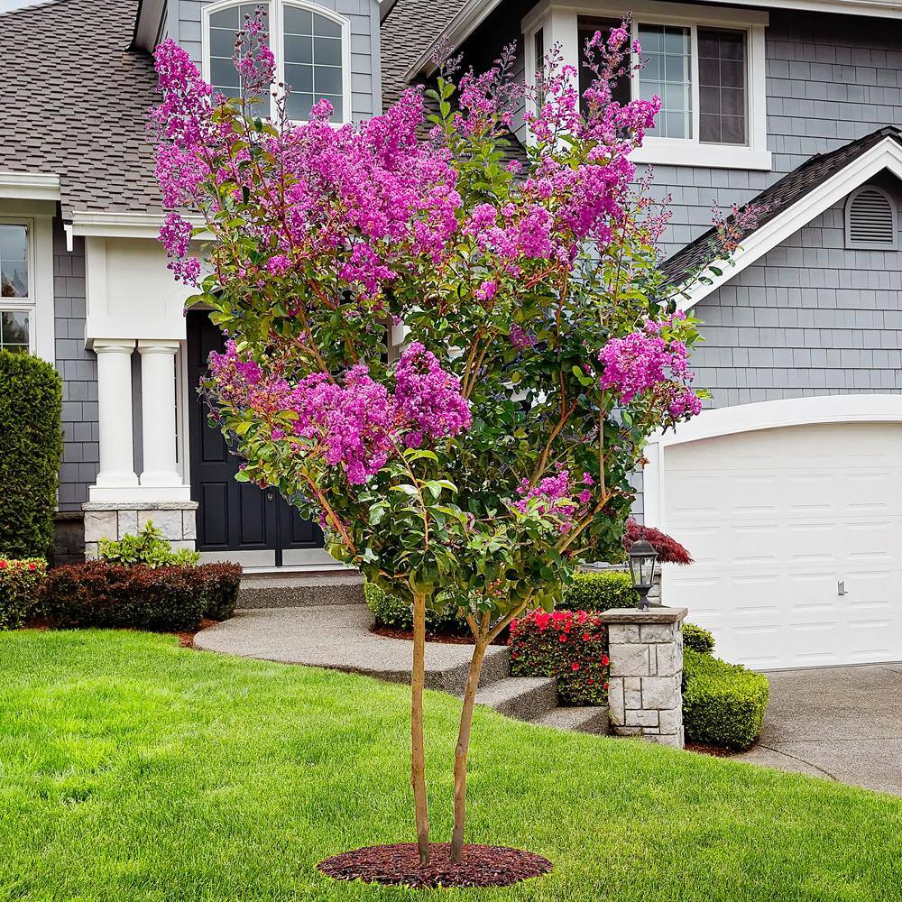 SOUTHERN LIVING 3 Gal. Miss Sandra Crape Myrtle Tree CRMMSA03G