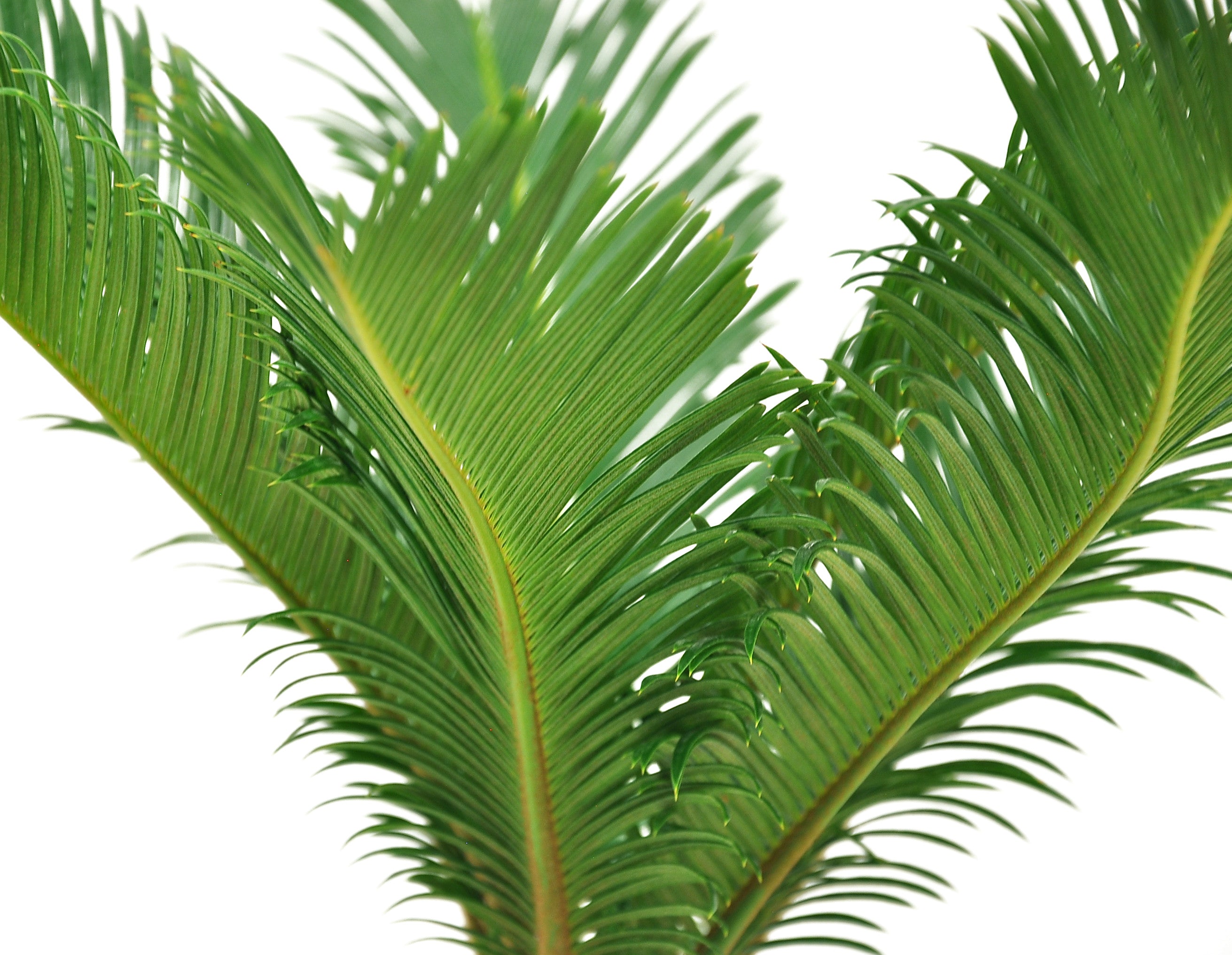 Costa Farms Plants with Benefits Live Indoor 15in. Tall Green Sago Palm Tree; Bright， Indirect Sunlight Plant in 6in. Ceramic Planter