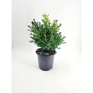 BELL NURSERY 2 Gal. Green Mountain Boxwood (Buxus) Live Evergreen Shrub BUXUS2GMT1PK