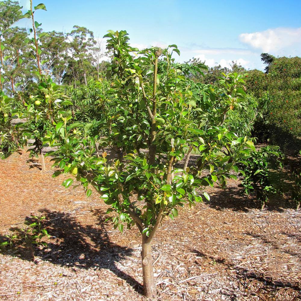Hood Pear Fruit Tree PEAHOO05G