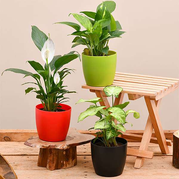 Air Purifying Indoor Plants for Office Desk