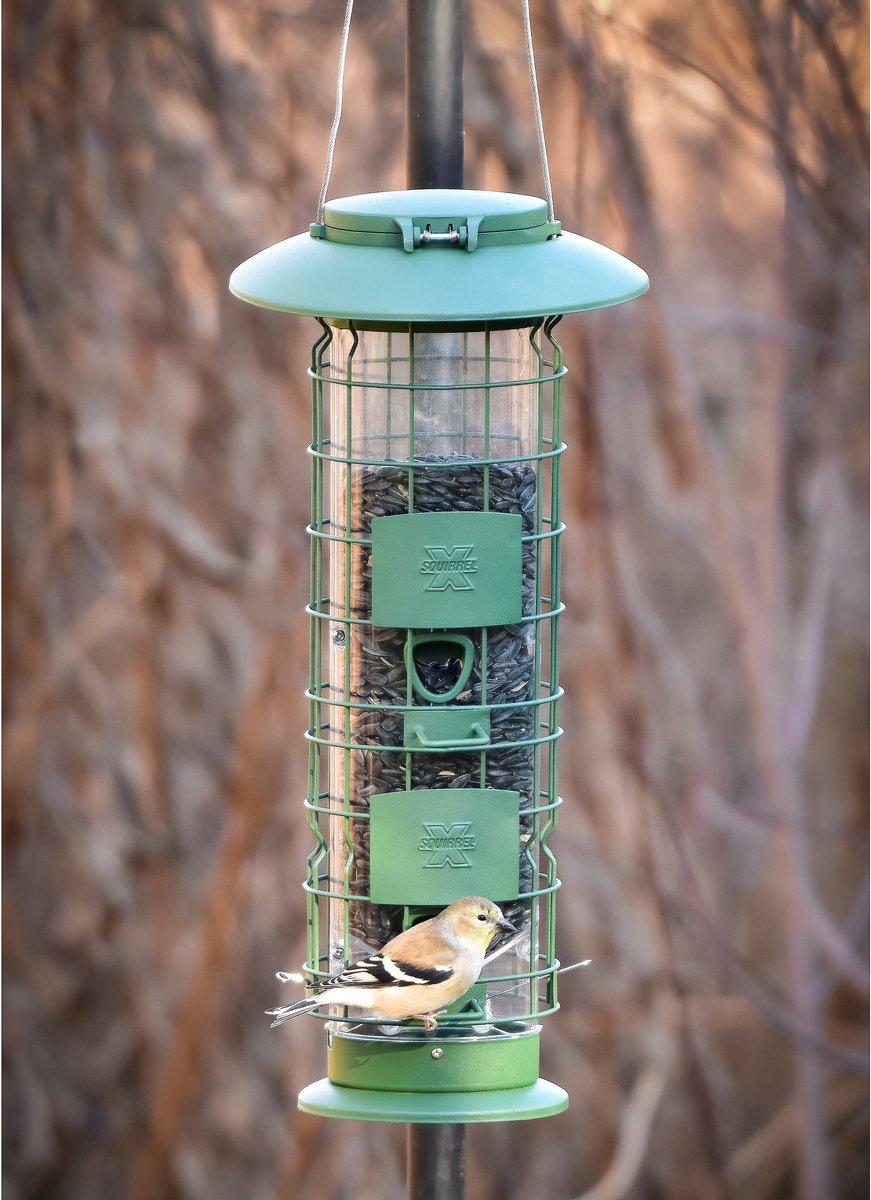 Frisco Squirrel Defense Wild Bird Feeder