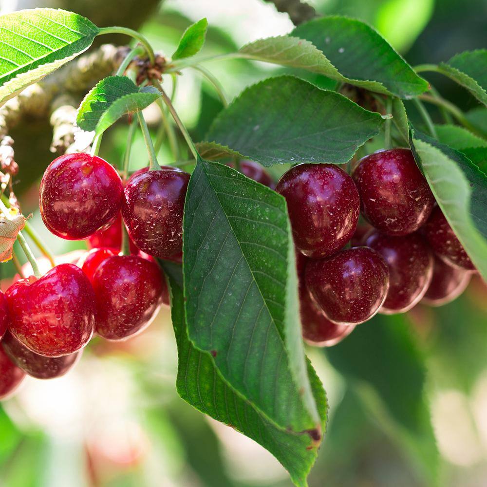 5 Gal. North Star Fruiting Cherry Tree CHENOR05G
